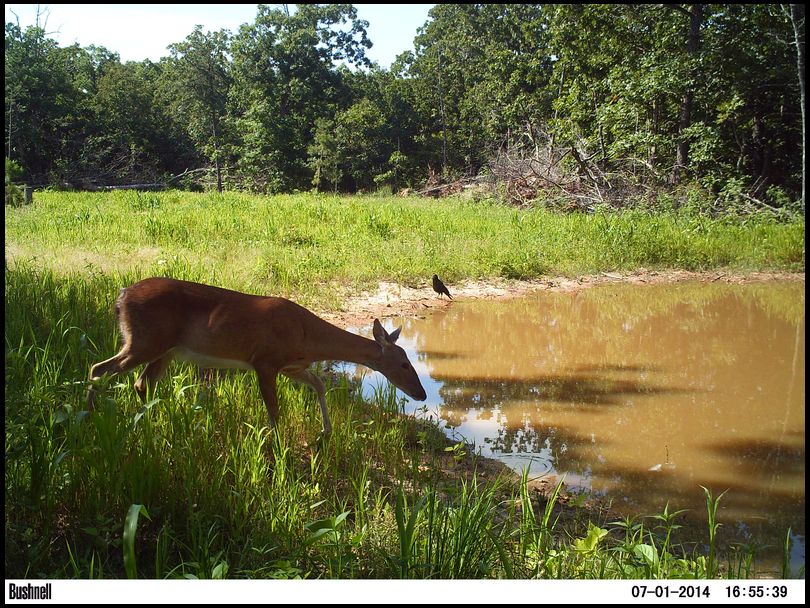 Gonzo's DeerBuilder embedded Photo