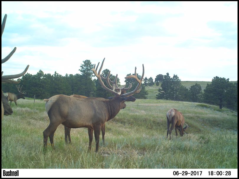 Osceola's DeerBuilder embedded Photo