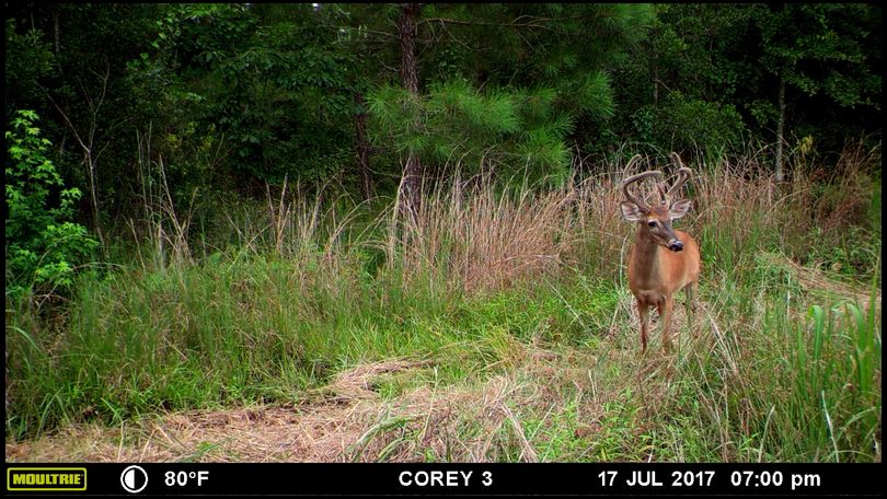Carolina_Hunter's DeerBuilder embedded Photo