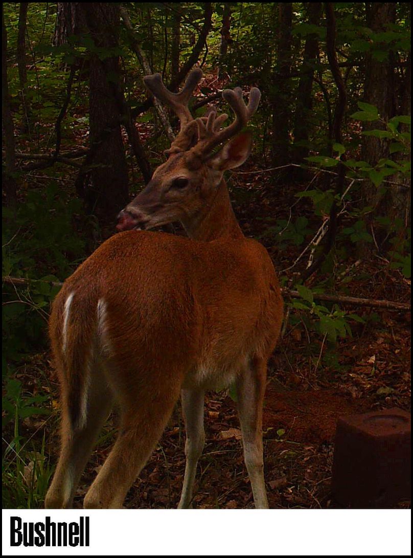 drycreek's DeerBuilder embedded Photo
