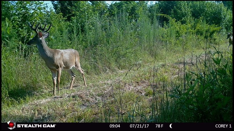 Carolina_Hunter's DeerBuilder embedded Photo