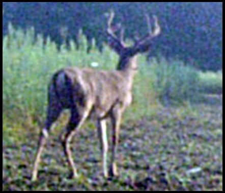 Weasel's DeerBuilder embedded Photo