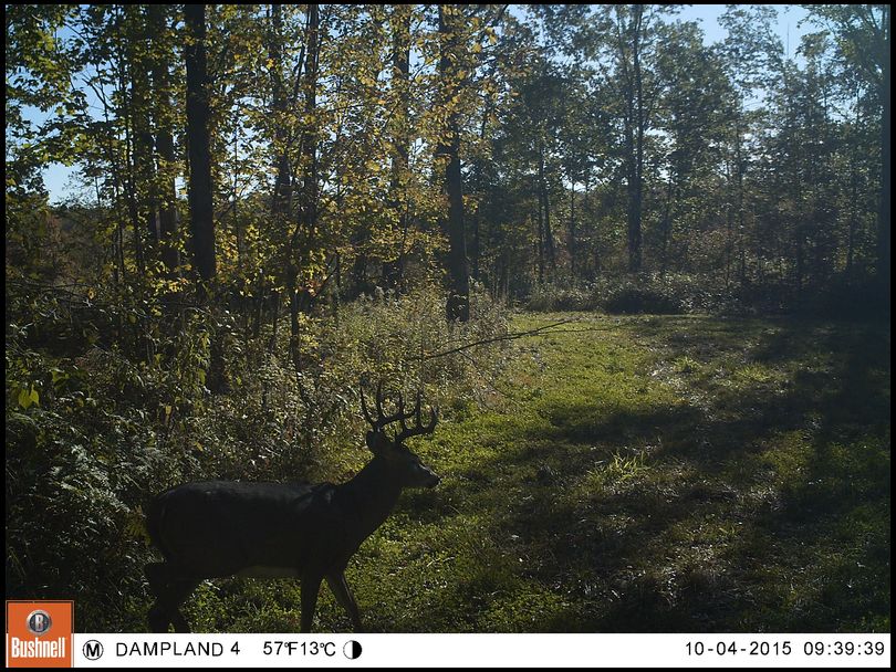 Dampland's DeerBuilder embedded Photo