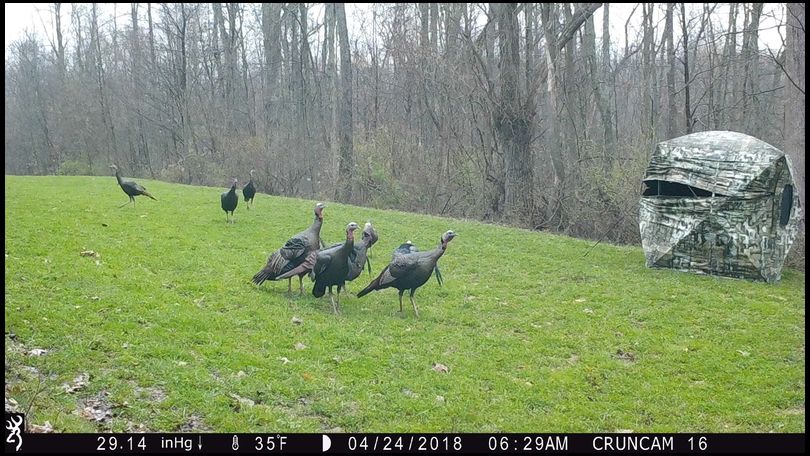 Stressless's DeerBuilder embedded Photo