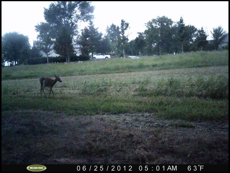 Habitat for Wildlife's MOBILE embedded Photo