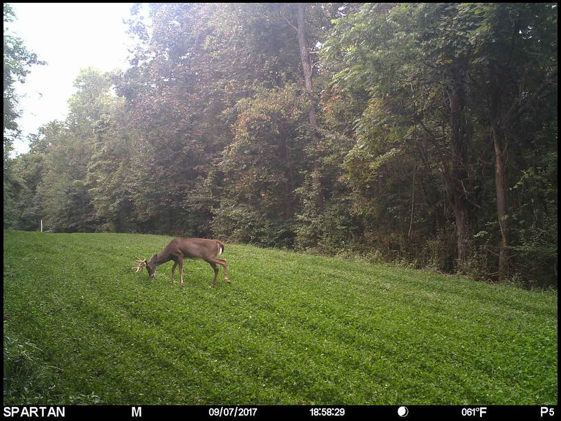 Stressless's DeerBuilder embedded Photo
