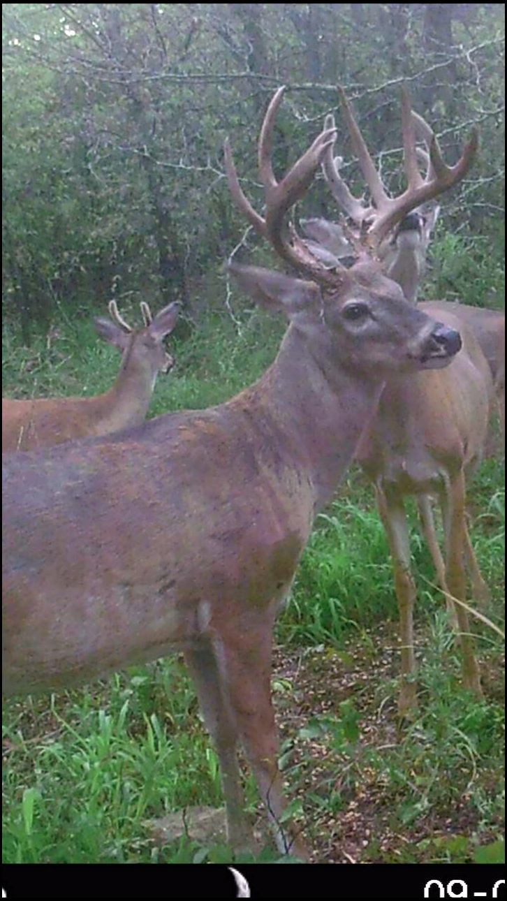live2hunt88's DeerBuilder embedded Photo