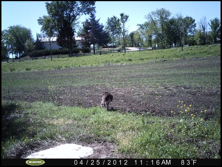 Habitat for Wildlife's MOBILE embedded Photo