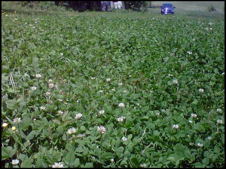 DIY Ladino Clover Plots
