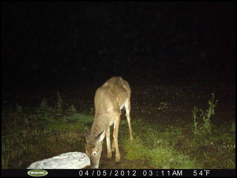 Habitat for Wildlife's MOBILE embedded Photo