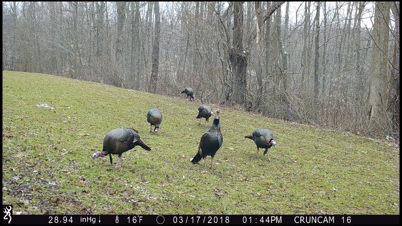 Stressless's DeerBuilder embedded Photo