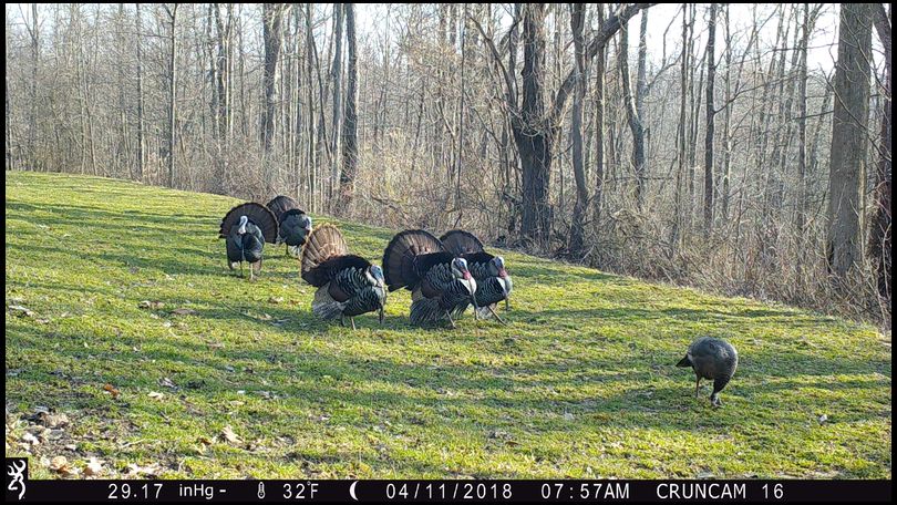 Stressless's DeerBuilder embedded Photo
