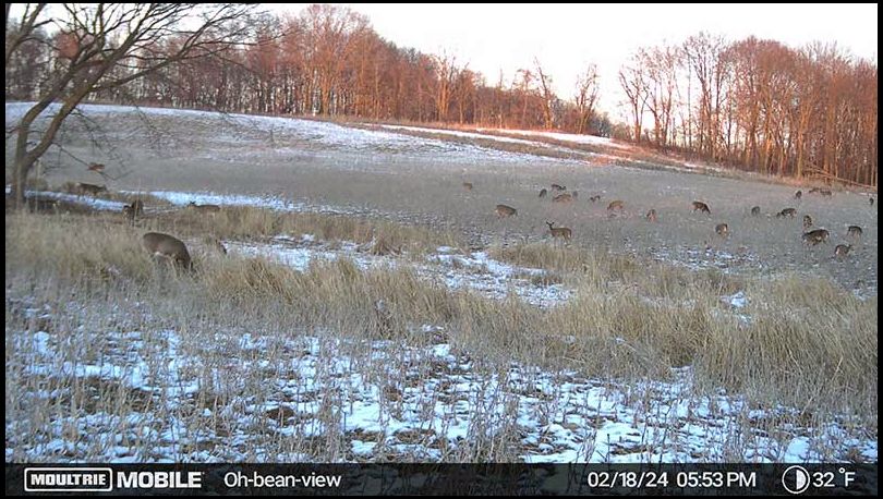 Pat Lefemine's DeerBuilder embedded Photo