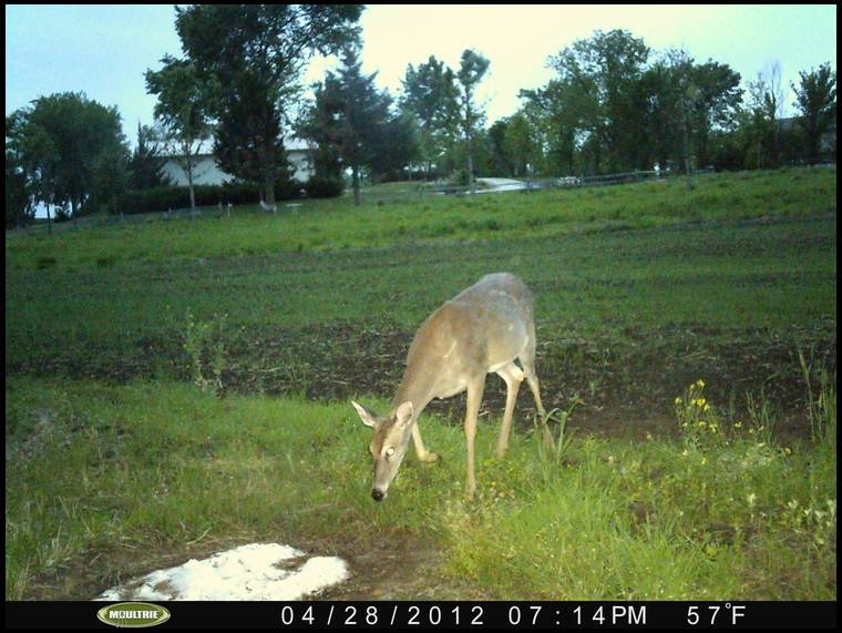 Habitat for Wildlife's MOBILE embedded Photo