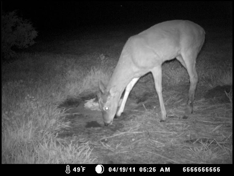 Habitat for Wildlife's MOBILE embedded Photo