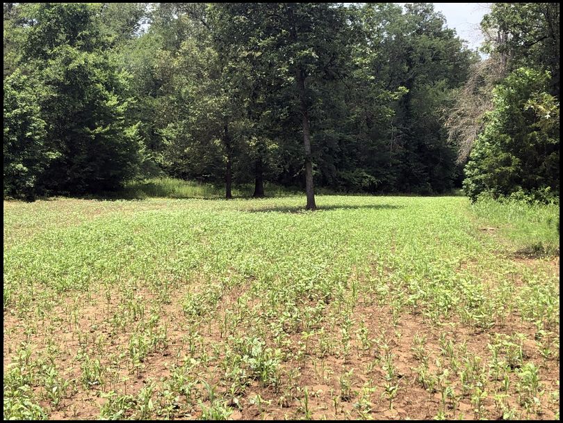 drycreek's DeerBuilder embedded Photo