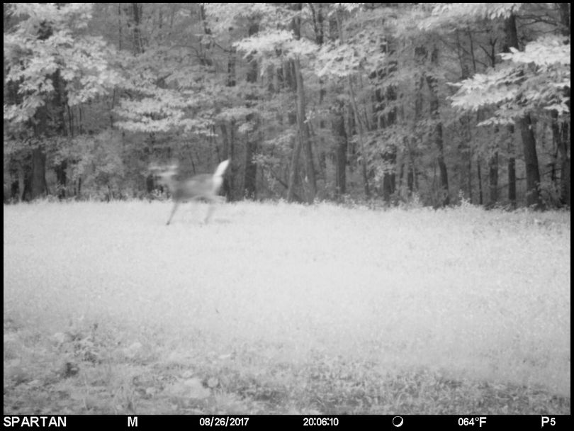 Stressless's DeerBuilder embedded Photo