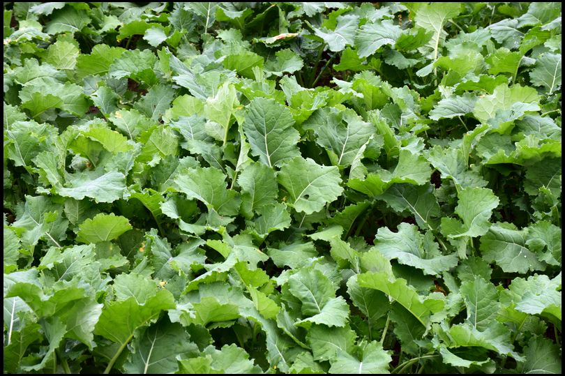 nutritionist's MOBILE embedded Photo