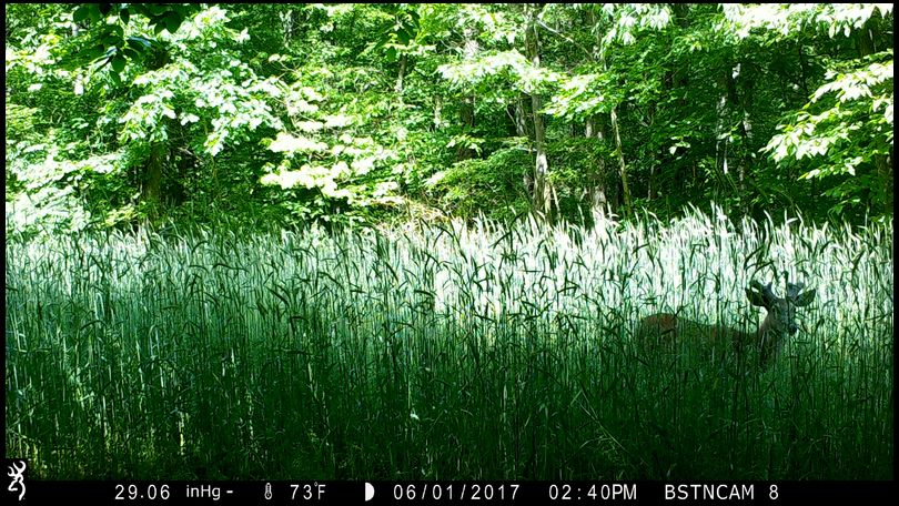 Stressless's DeerBuilder embedded Photo