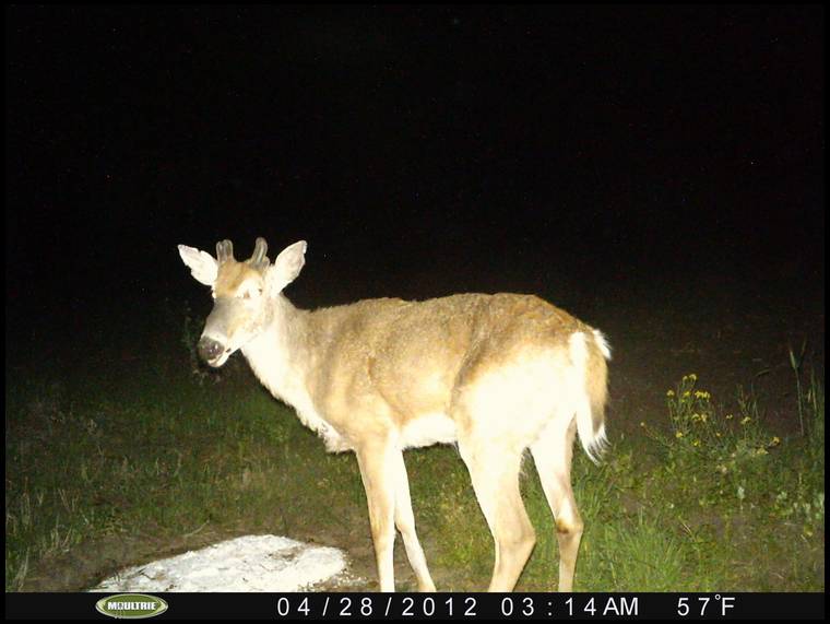 Habitat for Wildlife's MOBILE embedded Photo