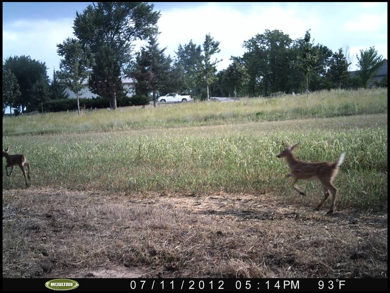 Habitat for Wildlife's MOBILE embedded Photo