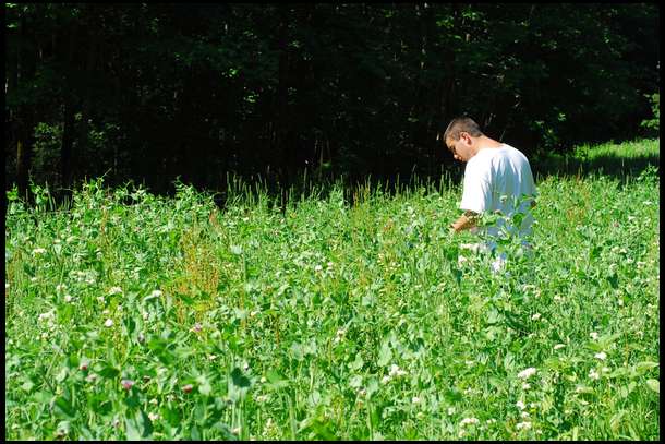 Here is my son Matt in a sea of Austrian Winter Peas. The entire plot is coming up great, however the peas are doing extremely well. they are almost 4' tall already and spreading laterally as well. We have no sign of deer getting inside our Electric Fence so this plot is establishing very well.