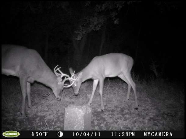 Better Quality Bucks showing up more often
