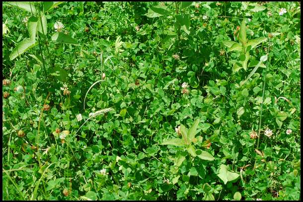 Here is a closeup of our Durana clover. We chose this because of it's persistance and grazing tolerance. Also, Durana does well in wet soils, it can also survive when submerged for some period of time.