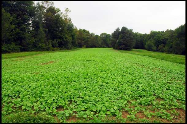 Here is our Brassica plot as of 9/1. 