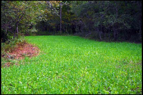 Magnificent results. The plot is thick and green and the deer are starting to pour in here.  
