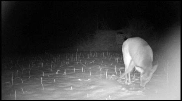 We put out a trail cam and got this photo of a deer smashing the turnips with his hoof.