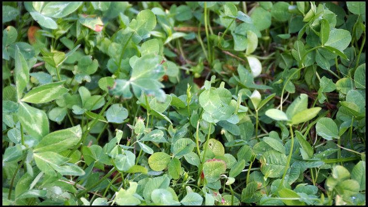 At least there is still some nutritional benefit to the field, the clover is doing fine. But I have lots of clover fields already.