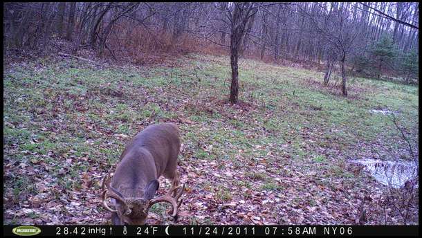 Another nice buck with split g2's is captured within 50 yards of plot 2.