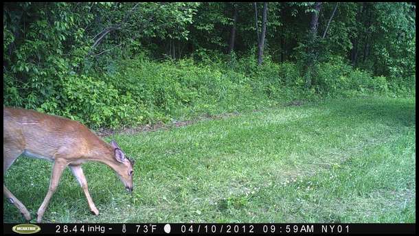 Yearling buck in our Durana Clover Strip next to Plot 1