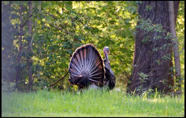 I saw 10 gobblers on Saturday morning and it was perhaps the single best day of turkey hunting I have ever experienced.