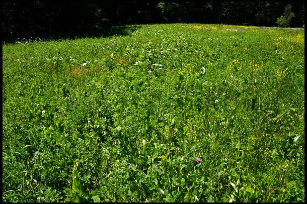 Our alfalfa and chicory combo plot is in great condition and ready for it's first cutting. Deer activity is very high here but growth is keeping up with the browsing pressure.