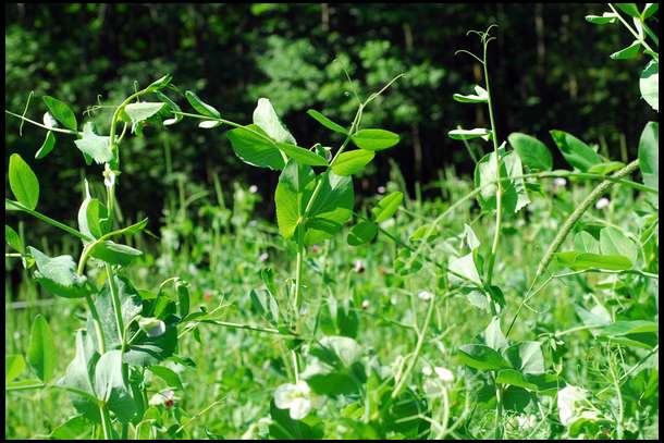 The austrian winter peas are taking off. They are about 4' tall and also vining laterally. We have several producing pea pods already. 
