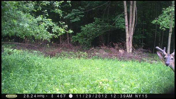 Great bases and good spread so far. Mature, but we need more horn growth to see who he is from last year. 