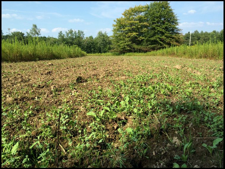 New fall food plot planted July 25, 2014
