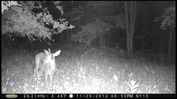 This one is new. He's a droptine buck but he appears to be immature. Should be interesting to watch his antlers develop.
