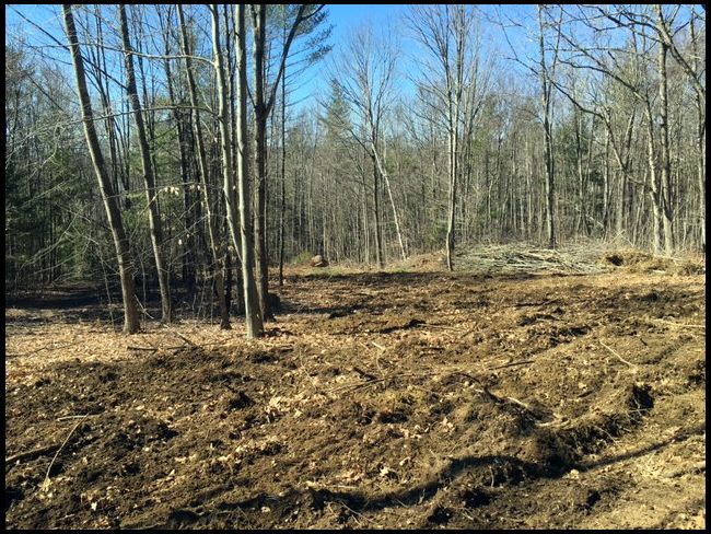 I cut them down and my neighbor removes the stumps with his excavator.