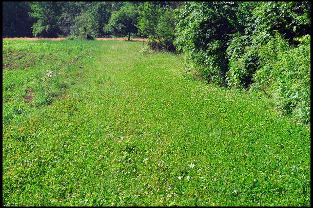 Our long strip of Durana is doing extremely well. We mowed it 2 weeks ago and look at the explosive new growth.