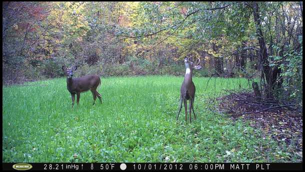 An immature buck makes a scrape while an even more immature buck watches.