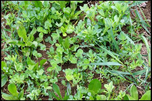 Micro view of Alfalfa/Chicory