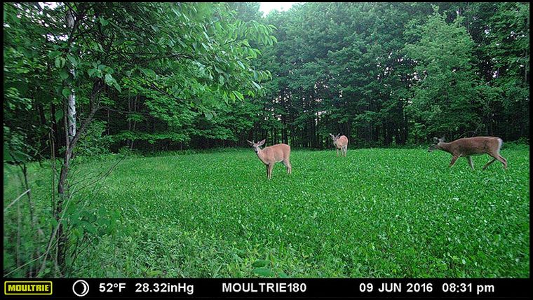 Trailcam photo taken this June. There's a pretty good buck using the plot already and that's a great sign this early on.