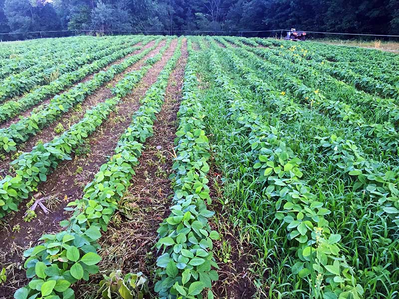 Should Food Plot�s for whitetail Deer include GMO Seeds?