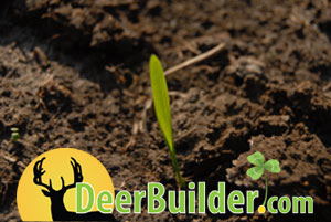 Growing Food Plots on DeerBuilder.com