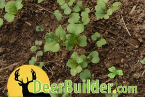 Growing Food Plots on DeerBuilder.com