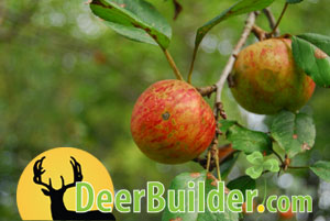 Growing Food Plots on DeerBuilder.com