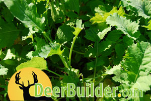 Growing Food Plots on DeerBuilder.com